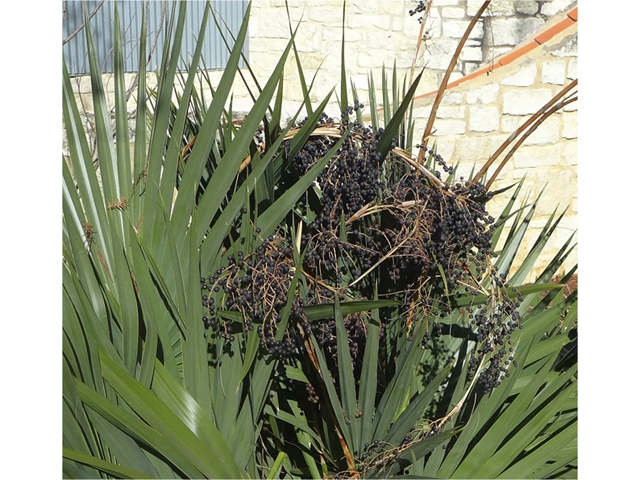 Sabal minor (Dwarf palmetto) #41139