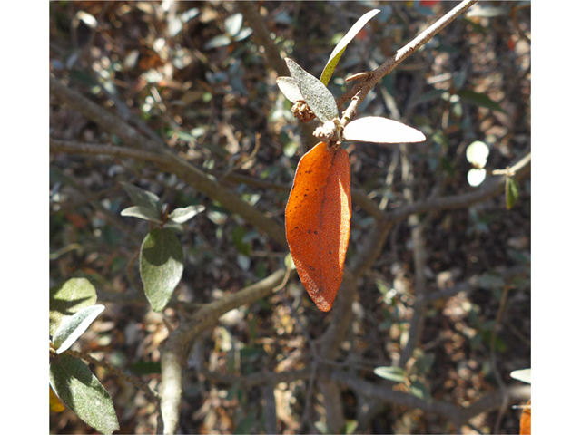 Croton alabamensis var. texensis (Texabama croton) #41160