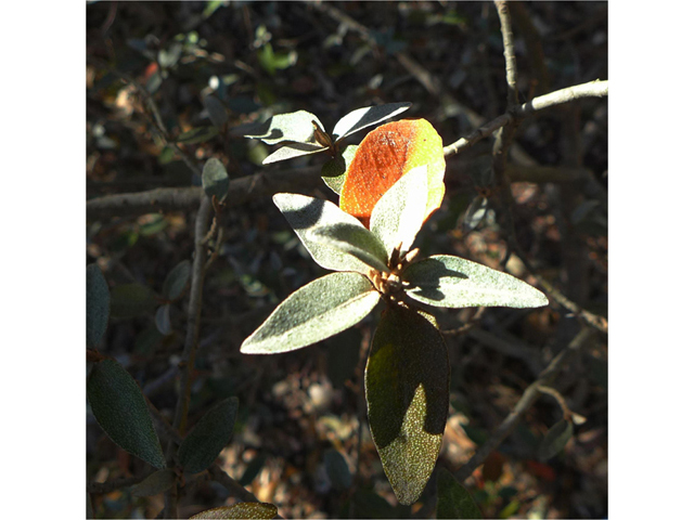 Croton alabamensis var. texensis (Texabama croton) #41161