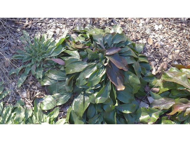 Penstemon triflorus (Hill country penstemon) #41179