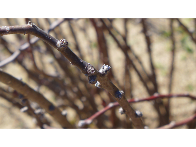 Jatropha dioica (Leatherstem) #41185