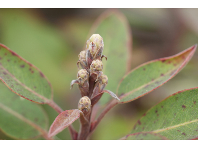 Arbutus xalapensis (Texas madrone) #41279