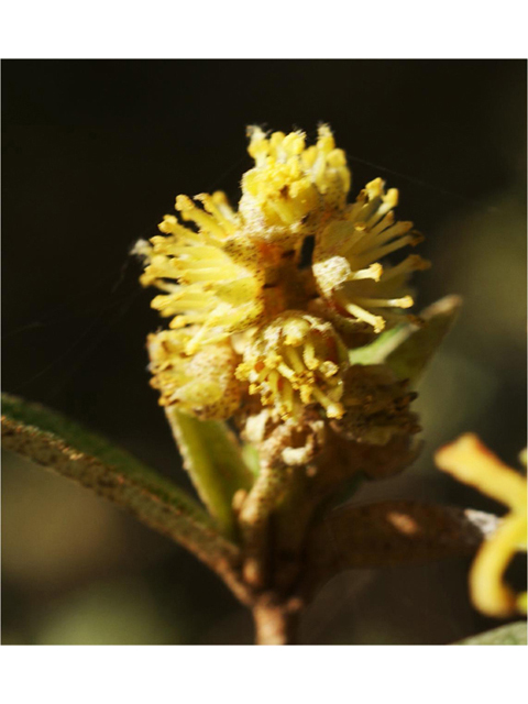 Croton alabamensis var. texensis (Texabama croton) #41318