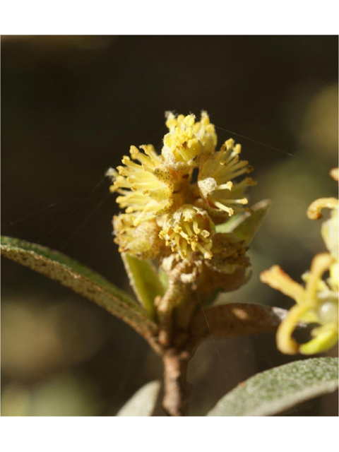 Croton alabamensis var. texensis (Texabama croton) #41319