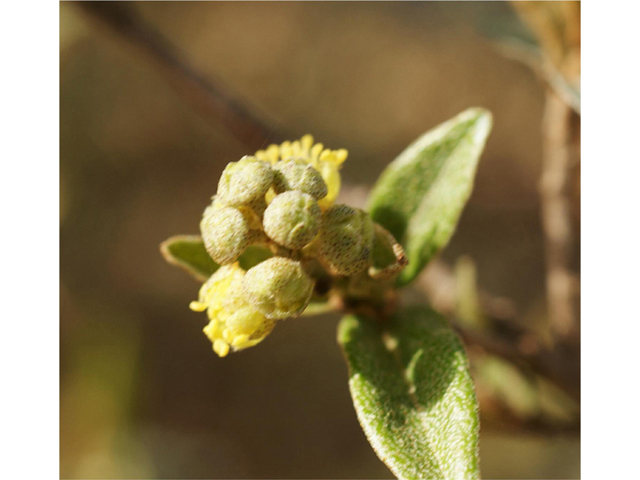 Croton alabamensis var. texensis (Texabama croton) #41320