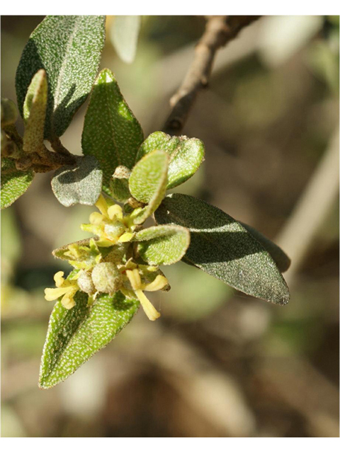 Croton alabamensis var. texensis (Texabama croton) #41321