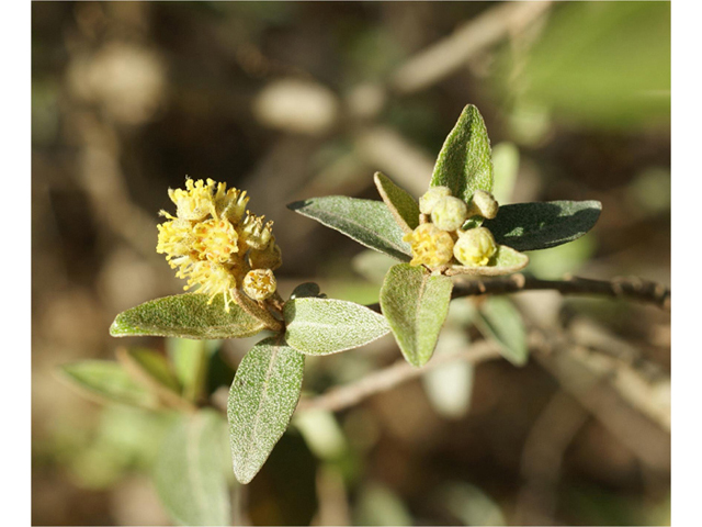 Croton alabamensis var. texensis (Texabama croton) #41323