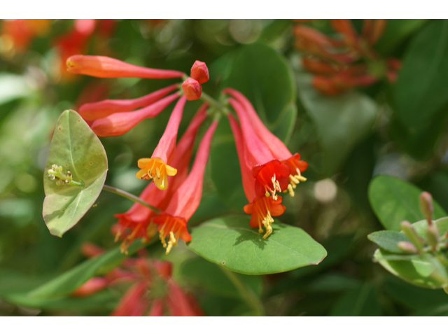 Lonicera sempervirens (Coral honeysuckle) #41354