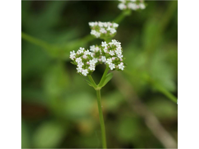 Valerianella amarella (Hairy cornsalad) #41592