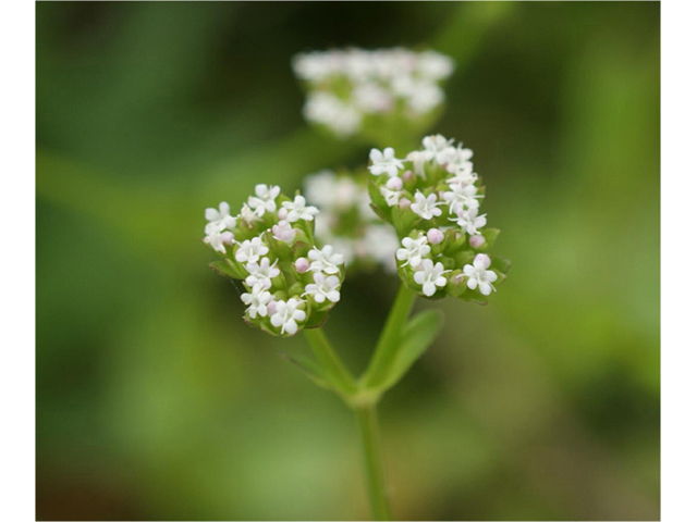 Valerianella amarella (Hairy cornsalad) #41593