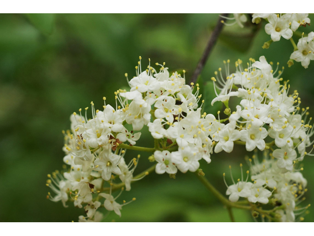 Viburnum rufidulum (Rusty blackhaw viburnum) #41607