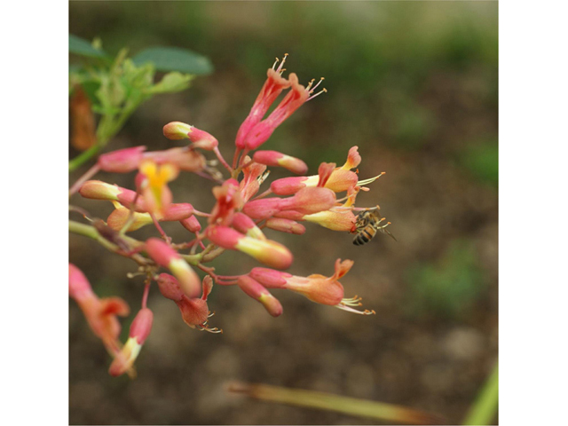 Aesculus pavia (Red buckeye) #41619