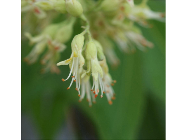 Aesculus glabra var. arguta (Ohio buckeye) #41628