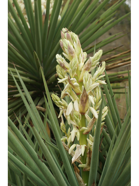 Yucca treculeana (Spanish dagger) #41631