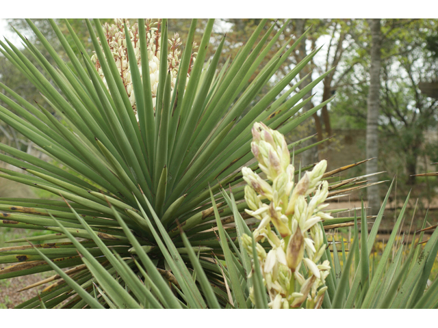 Yucca treculeana (Spanish dagger) #41633