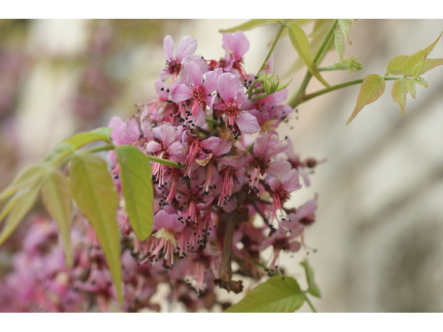 Ungnadia speciosa (Mexican buckeye) #41643