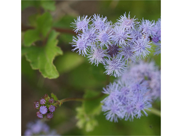 Conoclinium betonicifolium (Betonyleaf thoroughwort) #55052