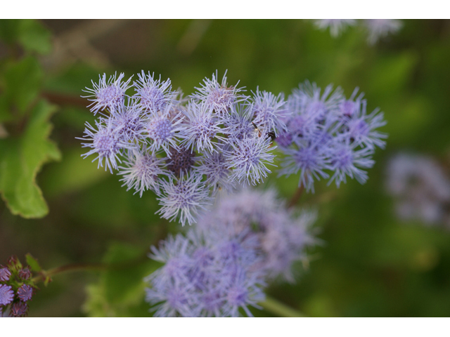 Conoclinium betonicifolium (Betonyleaf thoroughwort) #55053