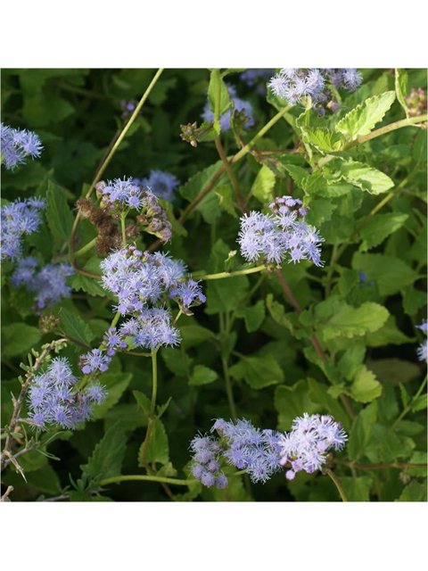 Conoclinium betonicifolium (Betonyleaf thoroughwort) #55054