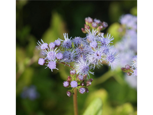 Conoclinium betonicifolium (Betonyleaf thoroughwort) #55056