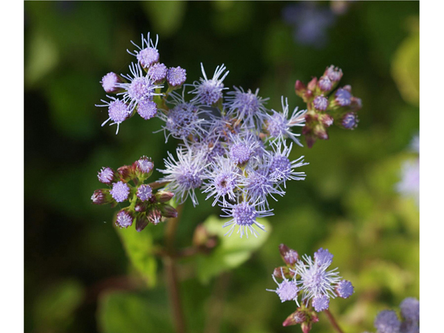 Conoclinium betonicifolium (Betonyleaf thoroughwort) #55057