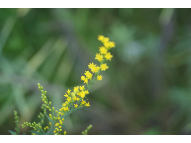 Solidago juliae (Julia's goldenrod) #55089