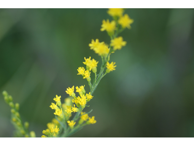 Solidago juliae (Julia's goldenrod) #55091