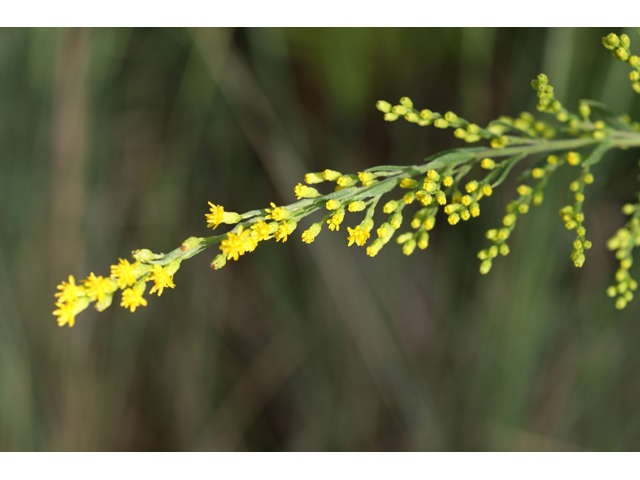 Solidago juliae (Julia's goldenrod) #55094