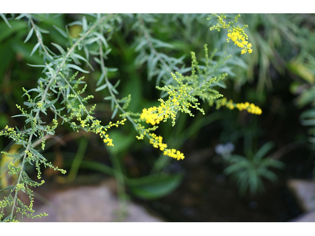 Solidago juliae (Julia's goldenrod) #55100