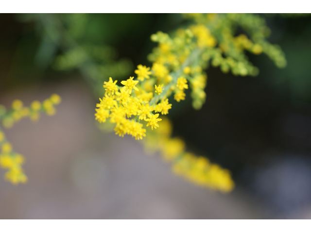 Solidago juliae (Julia's goldenrod) #55101