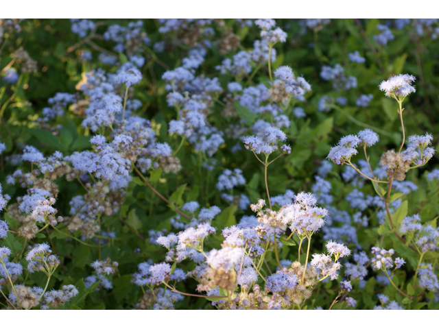 Conoclinium betonicifolium (Betonyleaf thoroughwort) #55122