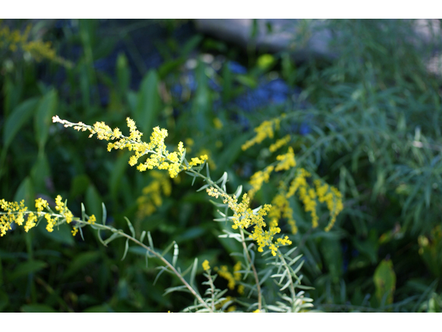 Solidago juliae (Julia's goldenrod) #55137