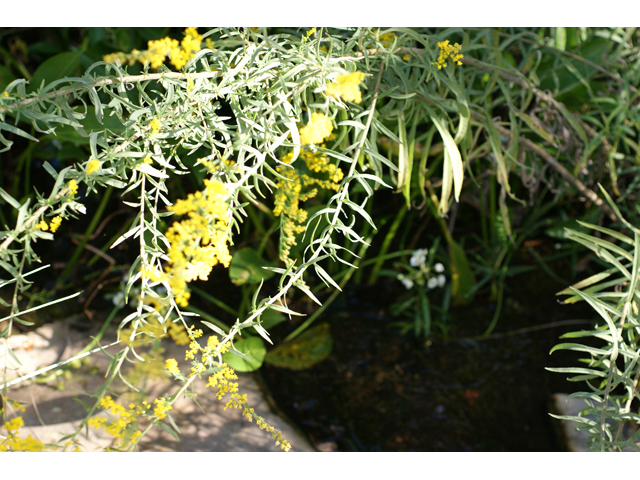 Solidago juliae (Julia's goldenrod) #55139