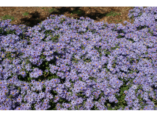 Symphyotrichum oblongifolium (Aromatic aster) #55152