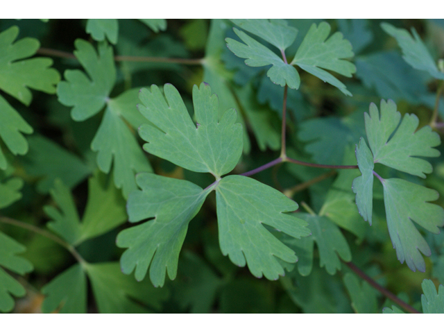 Aquilegia canadensis (Eastern red columbine) #55207