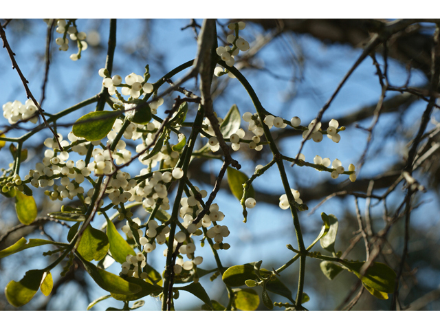 Phoradendron tomentosum (Christmas mistletoe) #55215