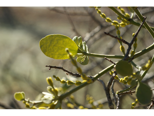 Phoradendron tomentosum (Christmas mistletoe) #55217