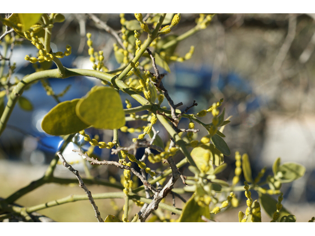 Phoradendron tomentosum (Christmas mistletoe) #55219