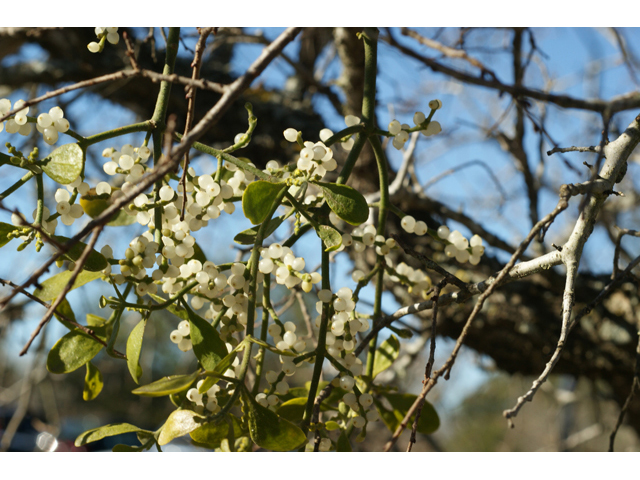 Phoradendron tomentosum (Christmas mistletoe) #55223