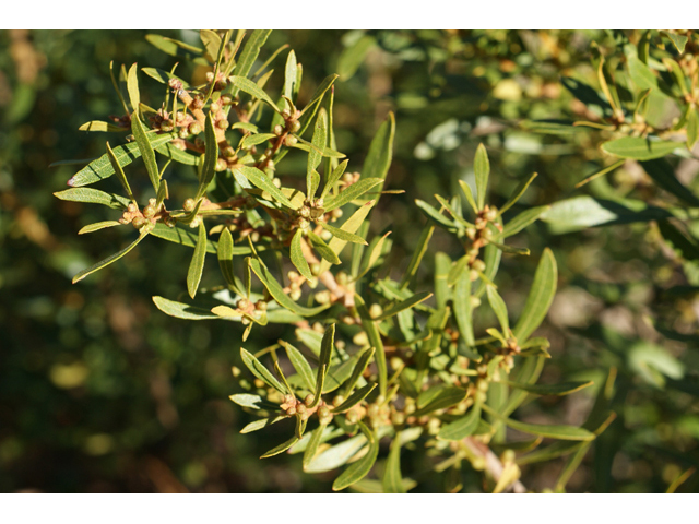 Morella cerifera (Wax myrtle ) #55237