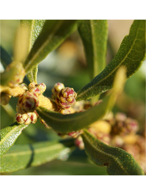 Morella cerifera (Wax myrtle ) #55240