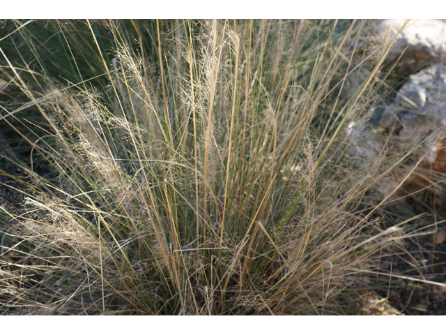 Muhlenbergia capillaris (Gulf muhly) #55324