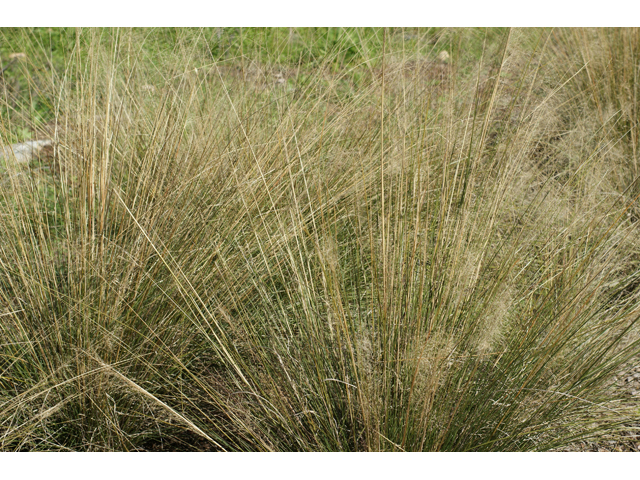 Muhlenbergia capillaris (Gulf muhly) #55326