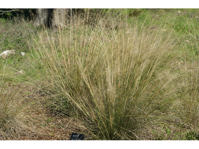 Muhlenbergia capillaris (Gulf muhly) #55329