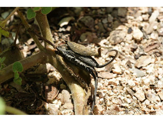 Proboscidea louisianica ssp. louisianica (Ram's horn) #55401