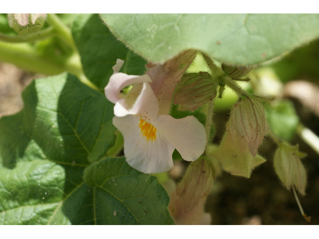 Proboscidea louisianica ssp. louisianica (Ram's horn) #55402