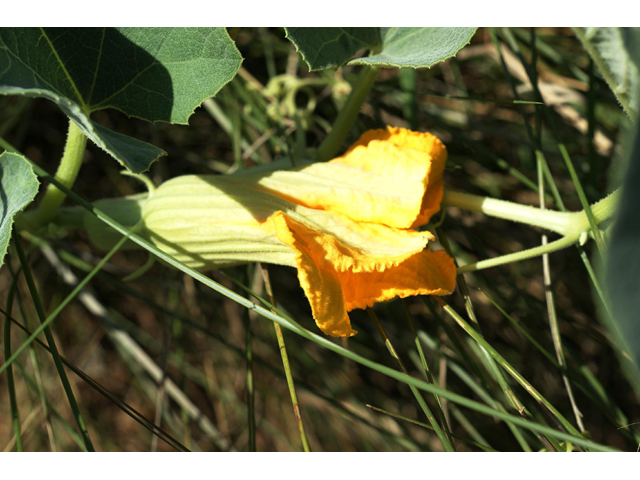 Cucurbita foetidissima (Stinking gourd) #55403