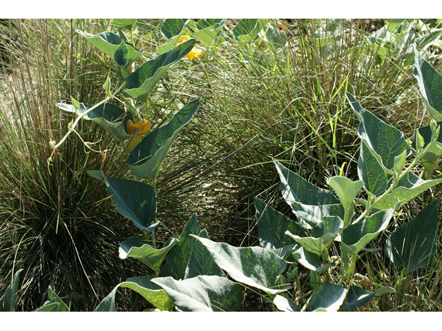 Cucurbita foetidissima (Stinking gourd) #55404