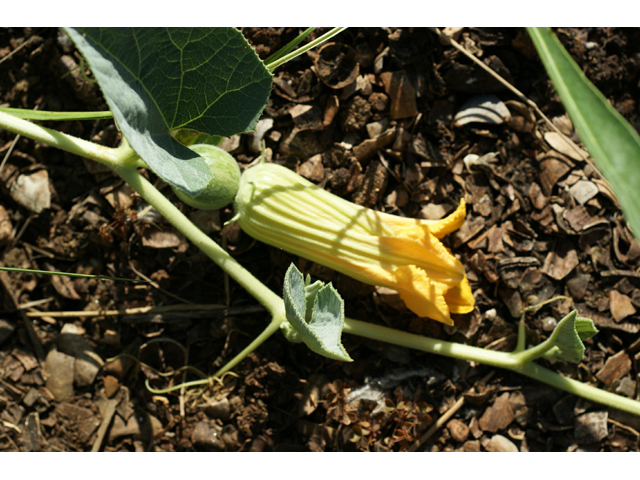 Cucurbita foetidissima (Stinking gourd) #55405