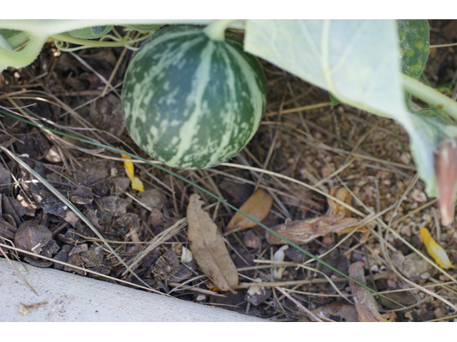 Cucurbita foetidissima (Stinking gourd) #55406